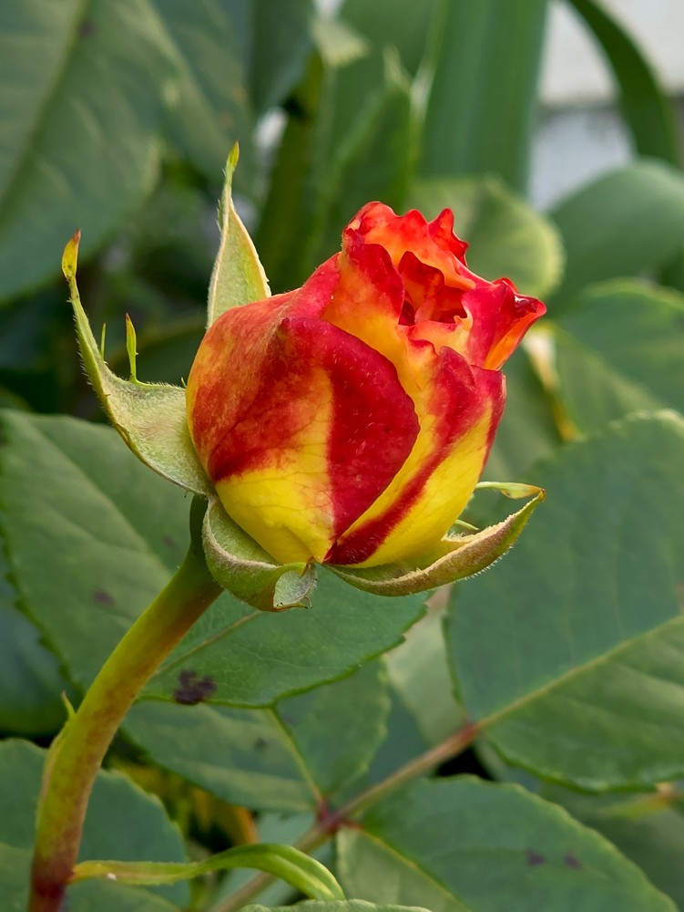 Rozes pumpurs