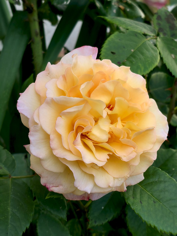 Zied rozes