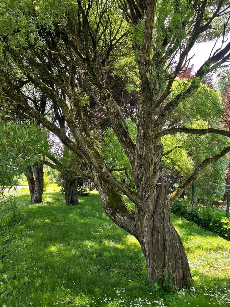 Beautiful Willow Tree
