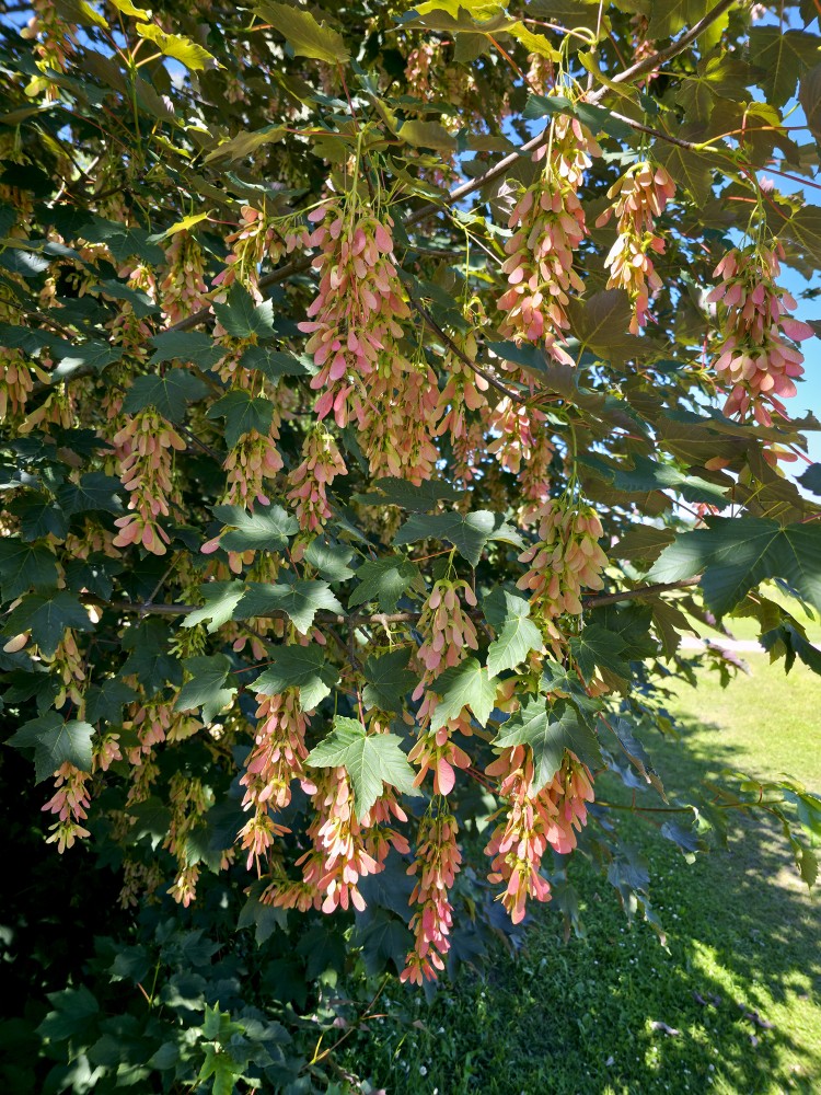 Boxelder maple
