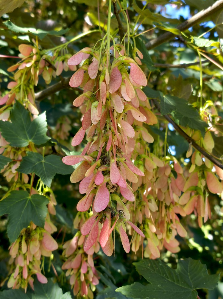 Boxelder maple or ash-leaved maple