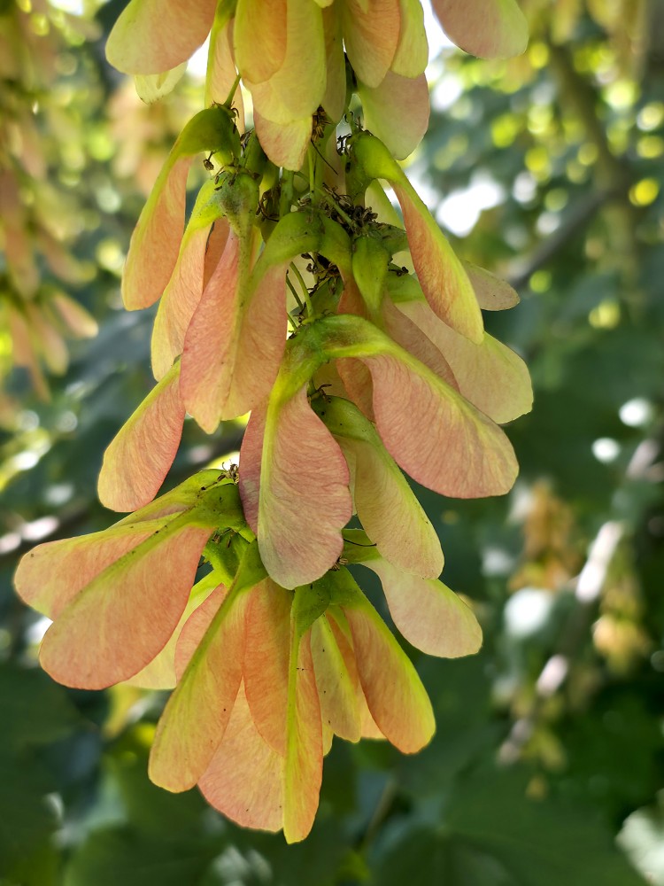 Boxelder maple or ash-leaved maple