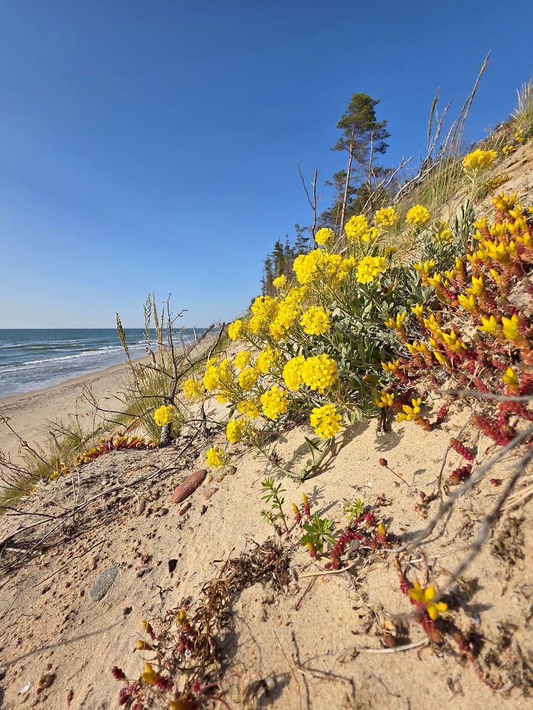 Gmelina alise, kāpas Gmelina alise, kāpas