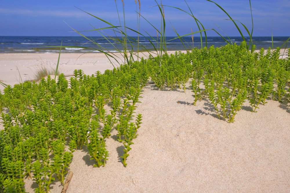 Biezlapainā sālsvirza