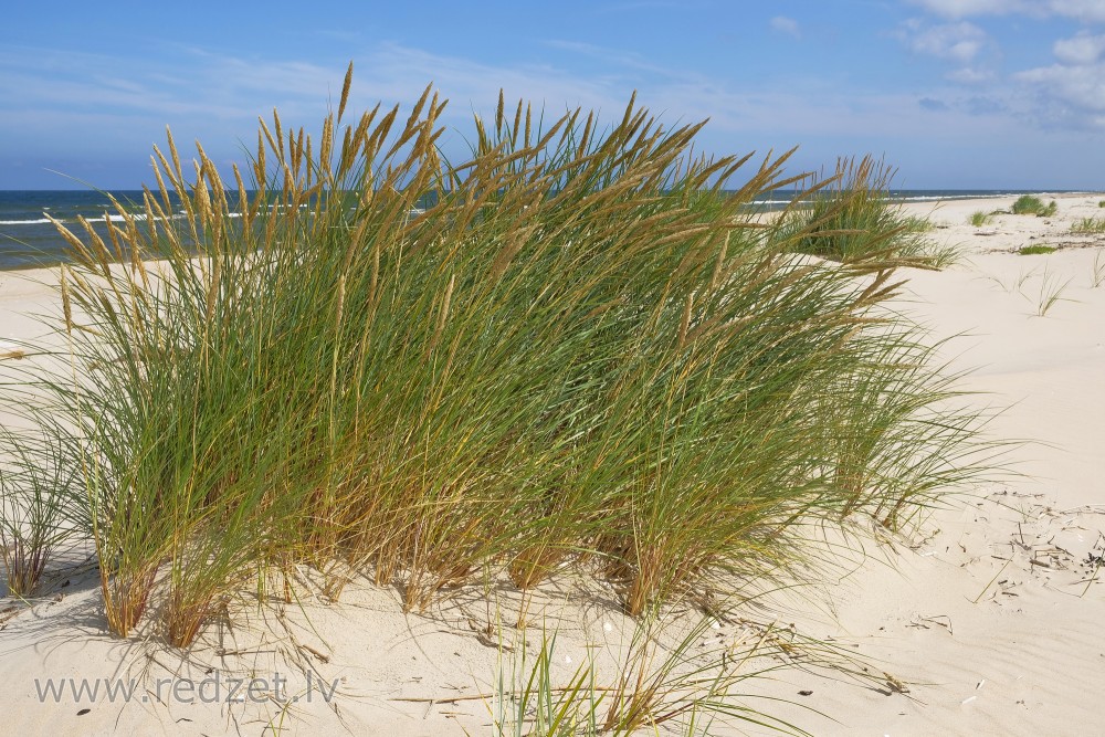 European marram grass