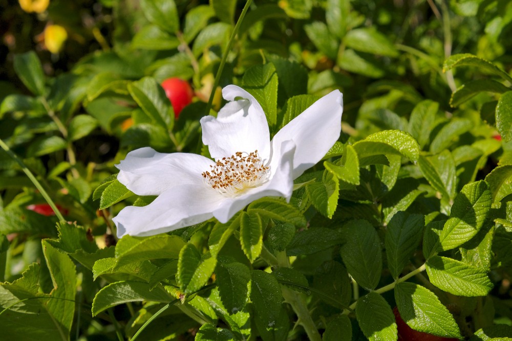 Balts krokainās rozes zieds savvaļā piekrastes apstākļos