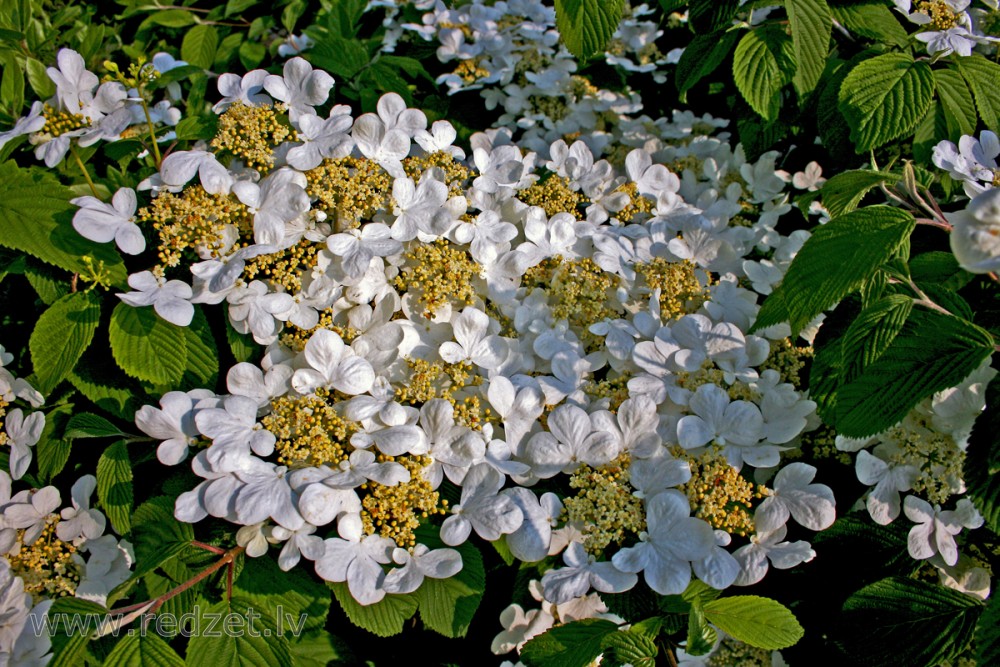 Ziedošs krūms Ziedošs krūms