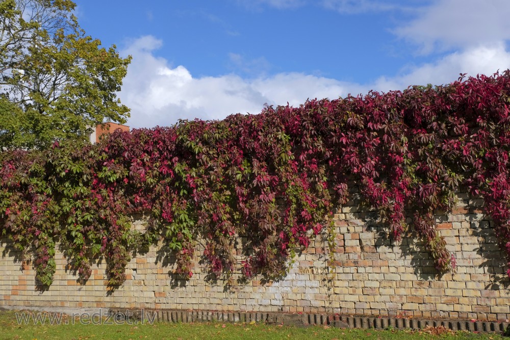 Virginia creeper in fal