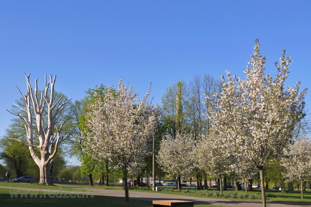 Flowering Sakuras and Veteran Wych Elm in Victory Park, Riga