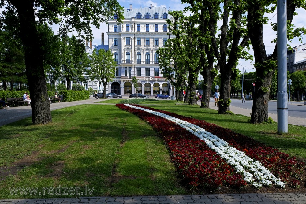 Garden Pansy Bed in Colors of Latvian Flag near Freedom Square