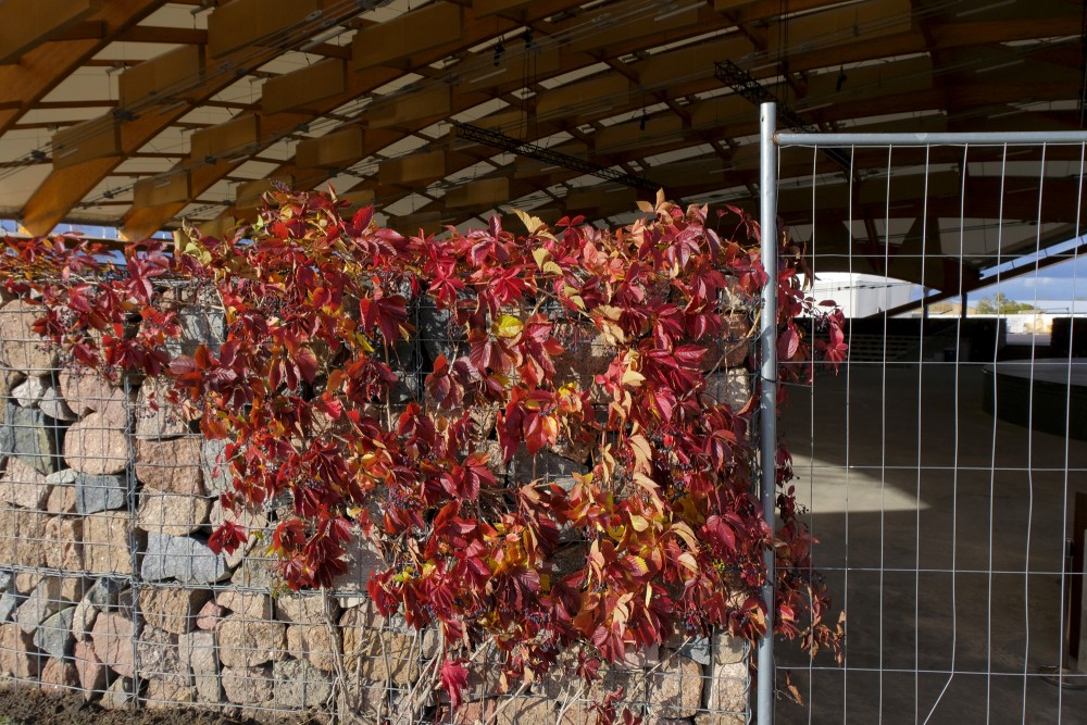 Virginia Creeper at Open-air Concert Hall "Mītava"