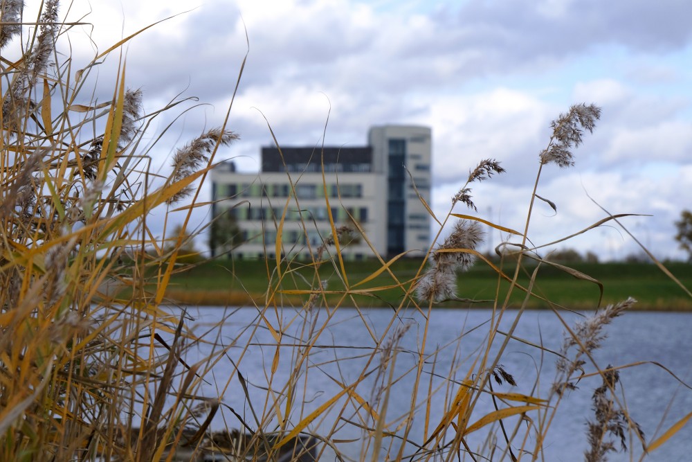 Lielupe Reeds in Autumn Wind