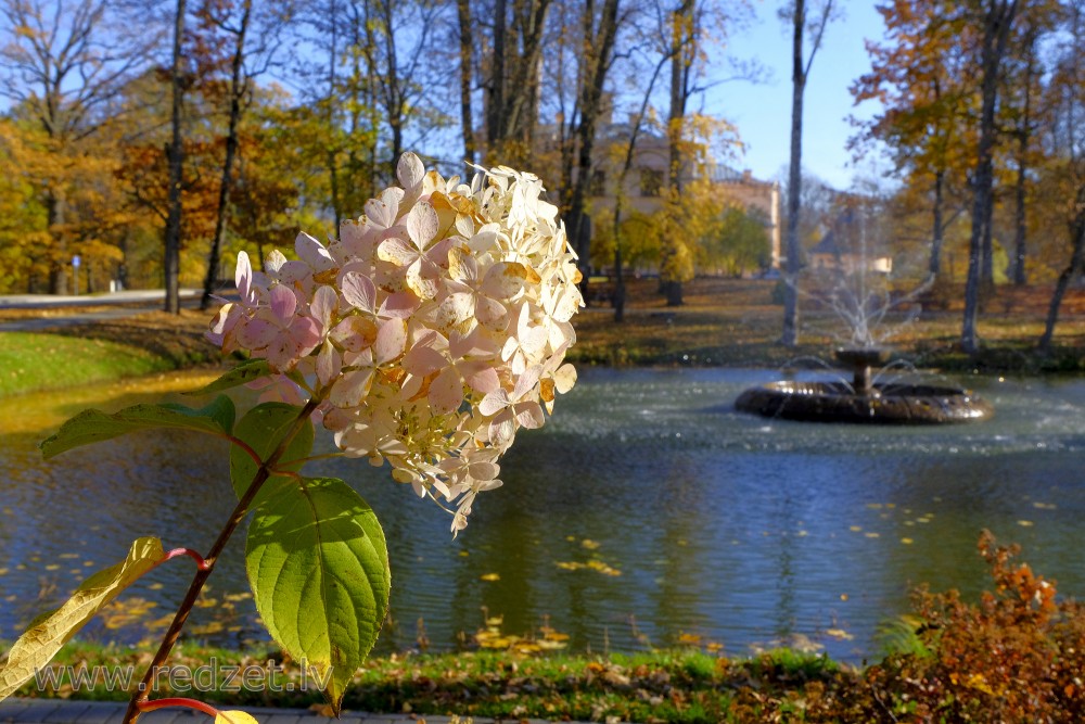 Hortenzija Alūksnes parkā