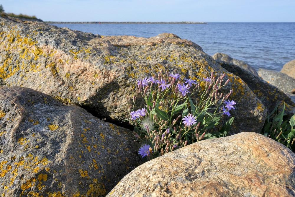 Tatārijas salāts zied starp akmeņiem Engures mola piekrastē