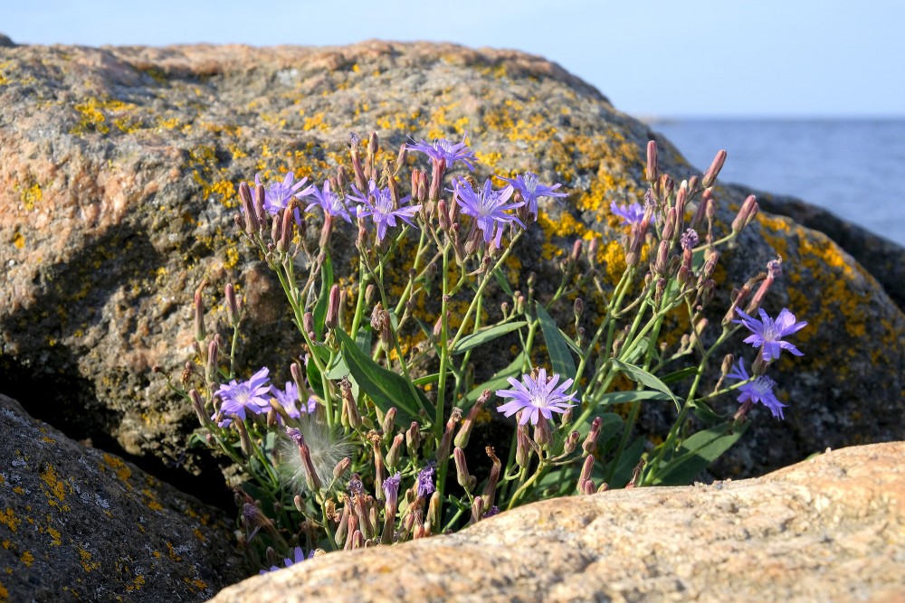 Ziedošs tatārijas salāts akmeņainā jūras piekrastē