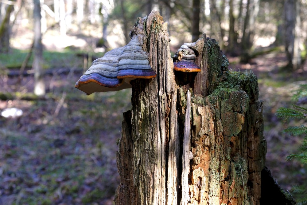 Fomitopsis on a Rotten Stump
