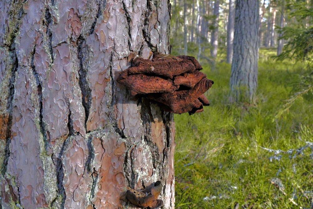 Veca piepe uz priedes stumbra Veca piepe uz priedes stumbra