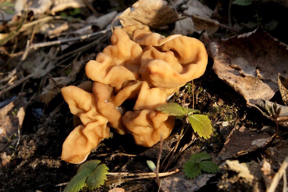 Snow Morel