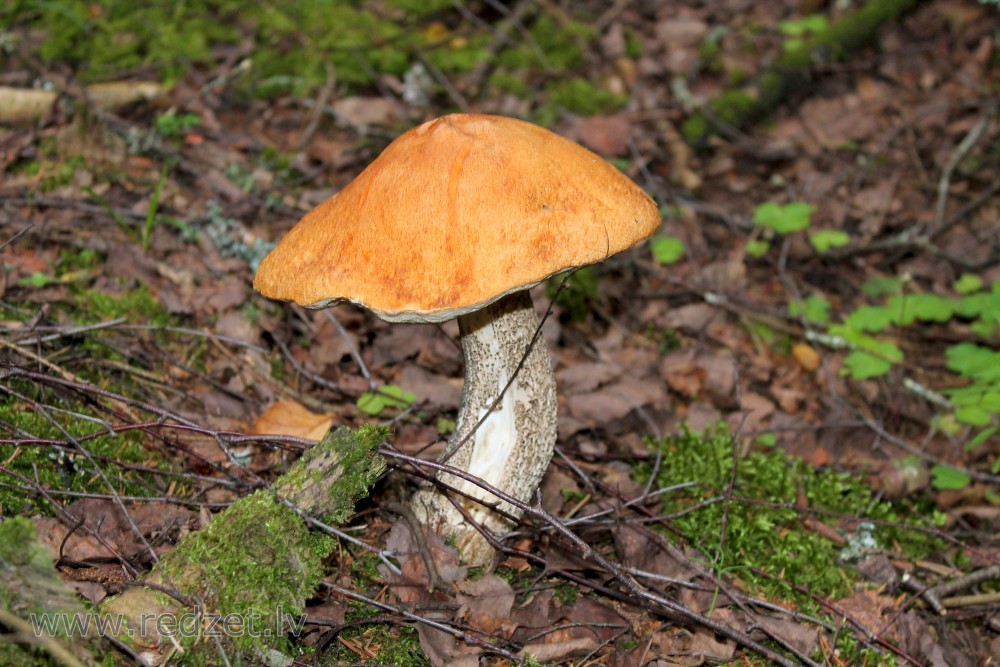 Boletus