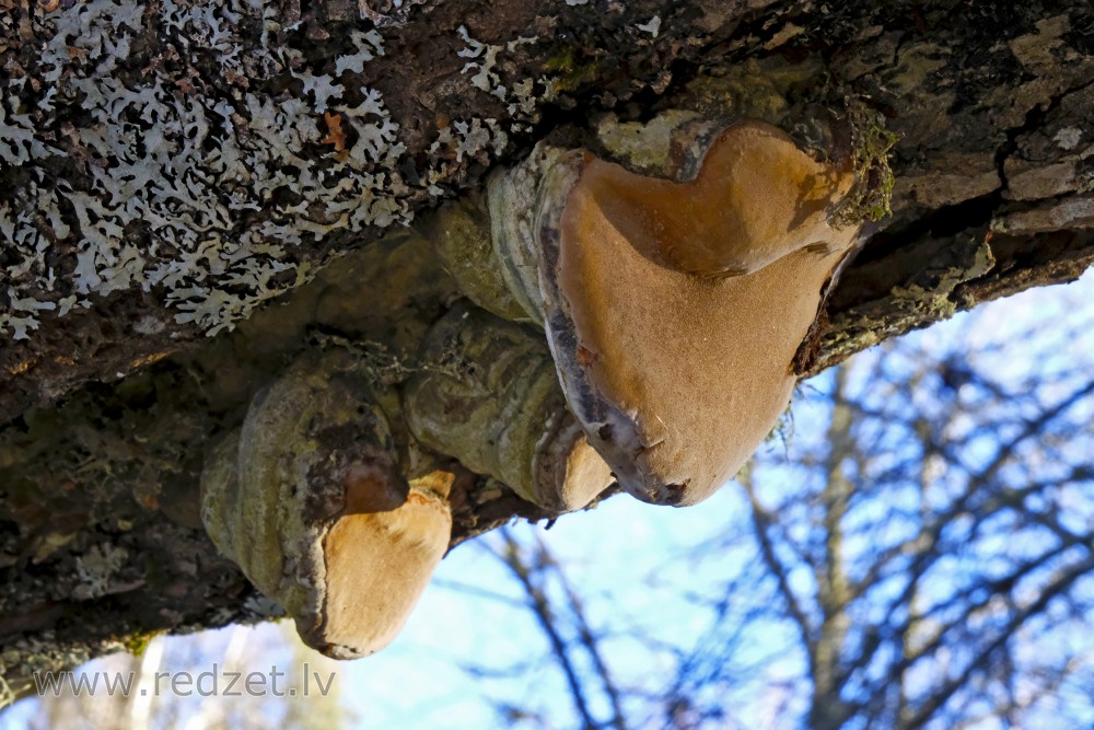 Phellinus on Broken Tree Branch