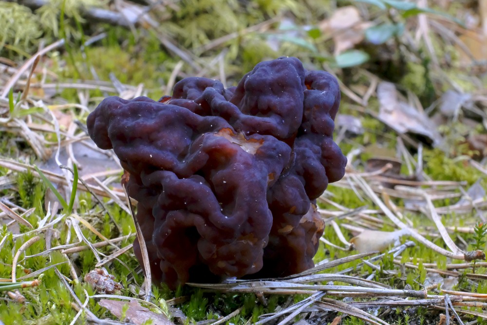False Morel - Gyromitra esculenta