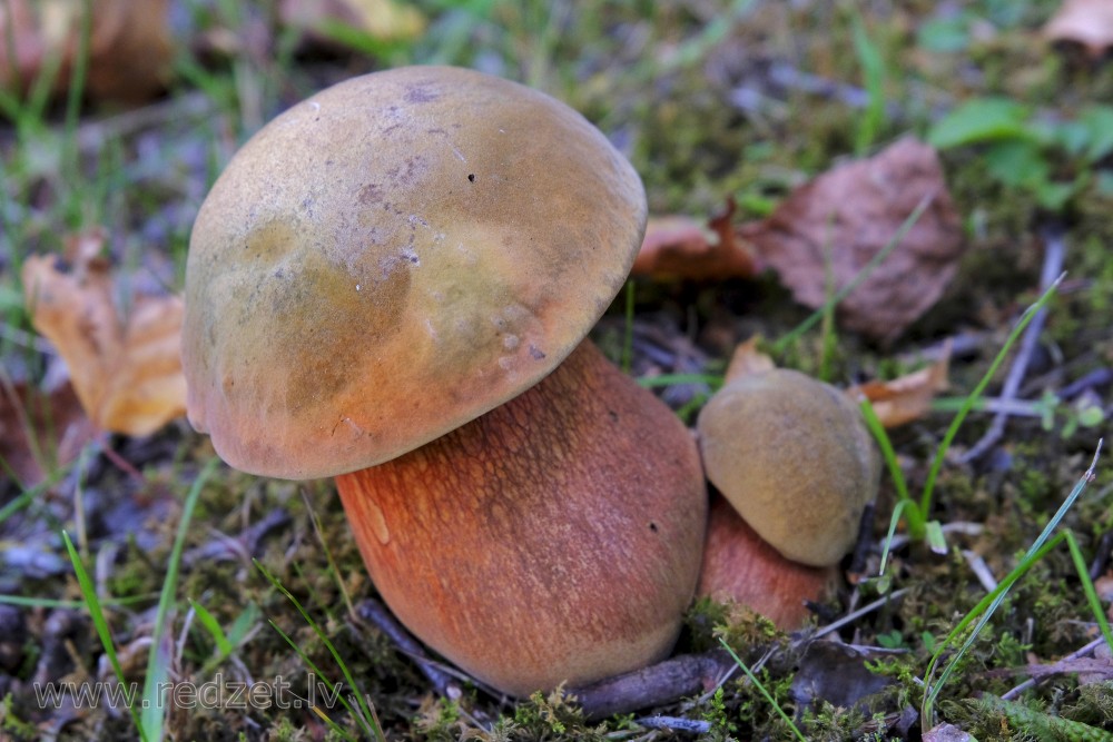 Lurid bolete