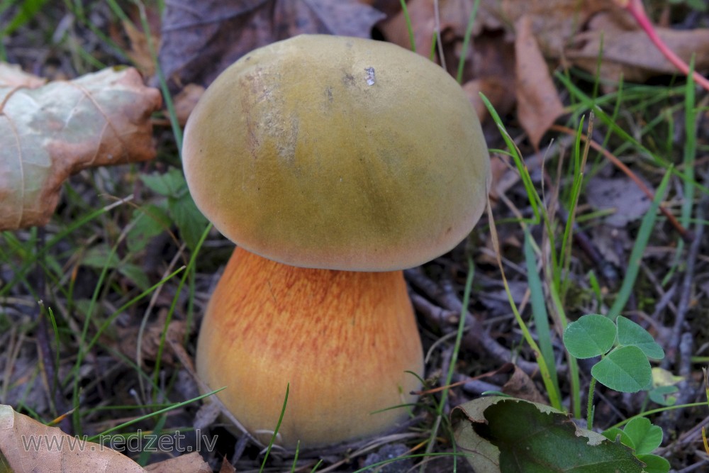 Lurid bolete