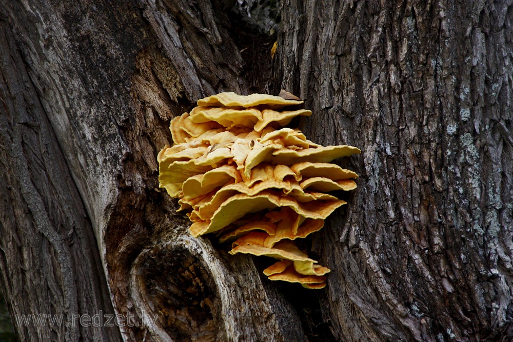 Sulphur Polypore