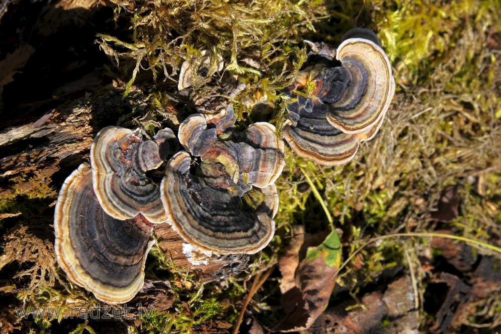 Turkey Tail