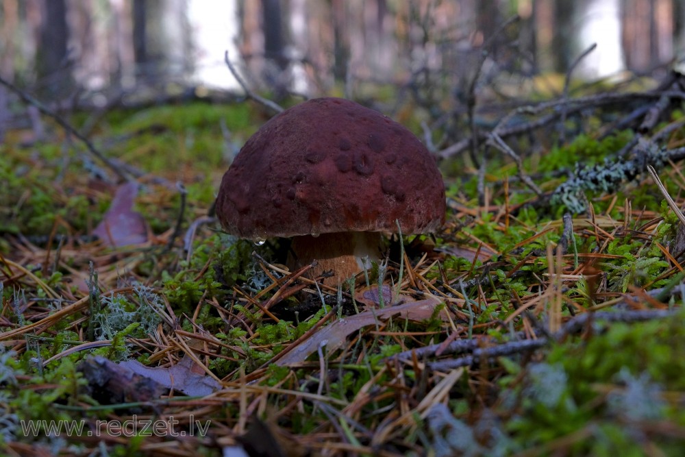 Pine bolete or Pinewood king bolete