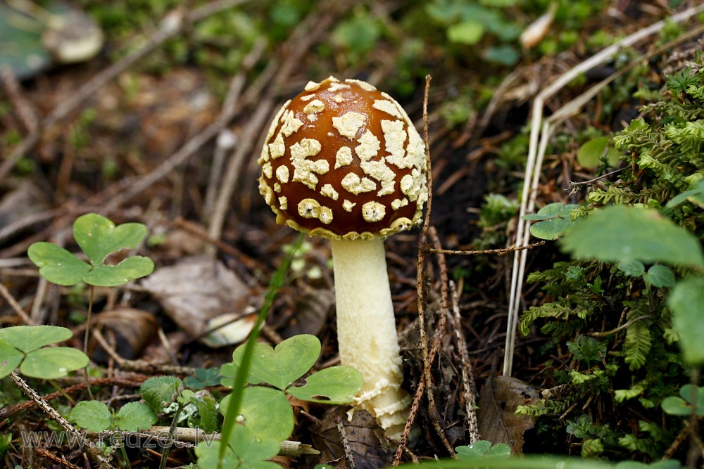 Sarkanā mušmire