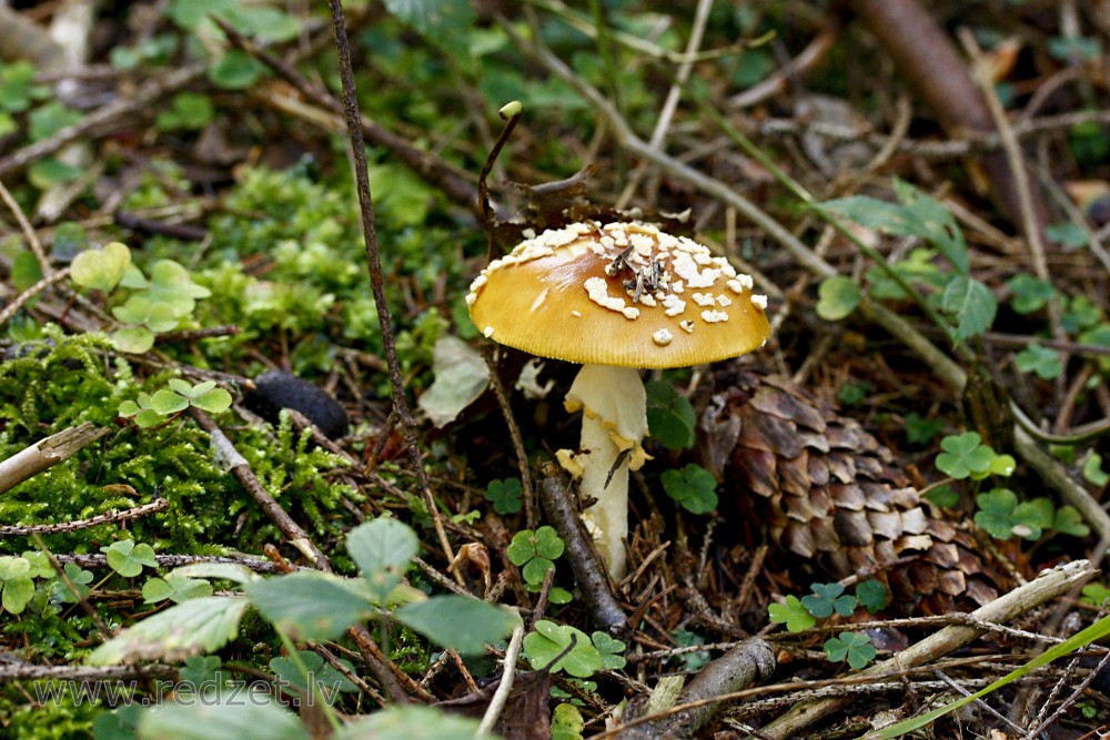 Mušmire
