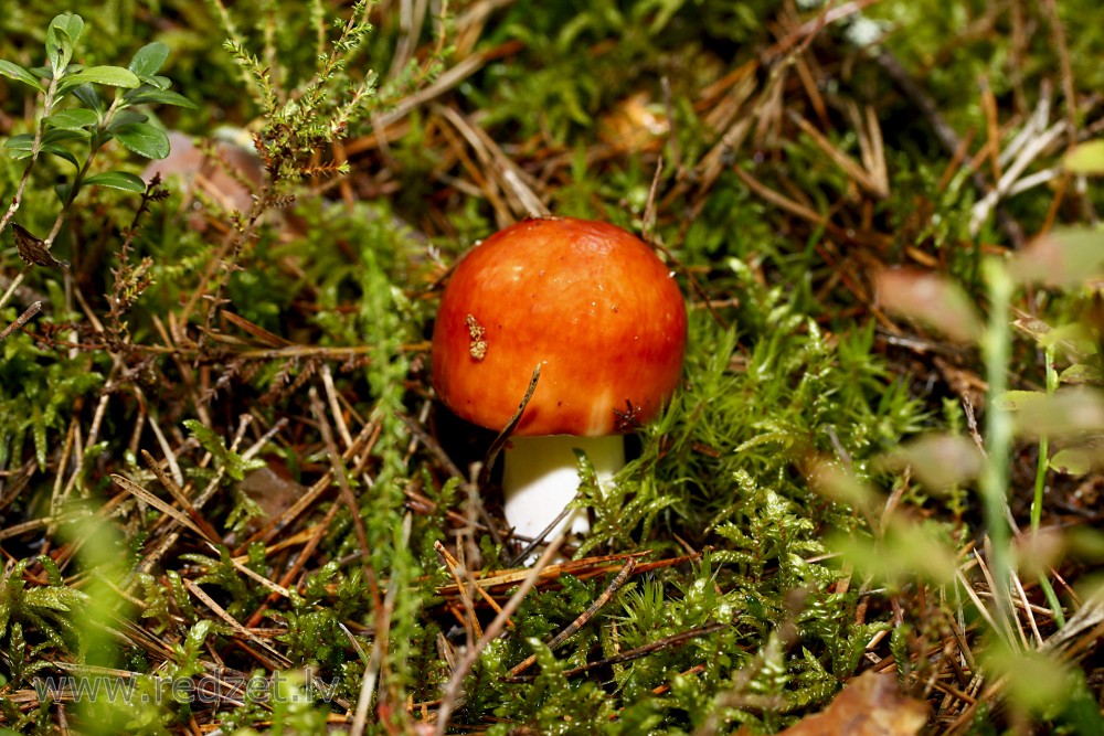 Purva bērzlape