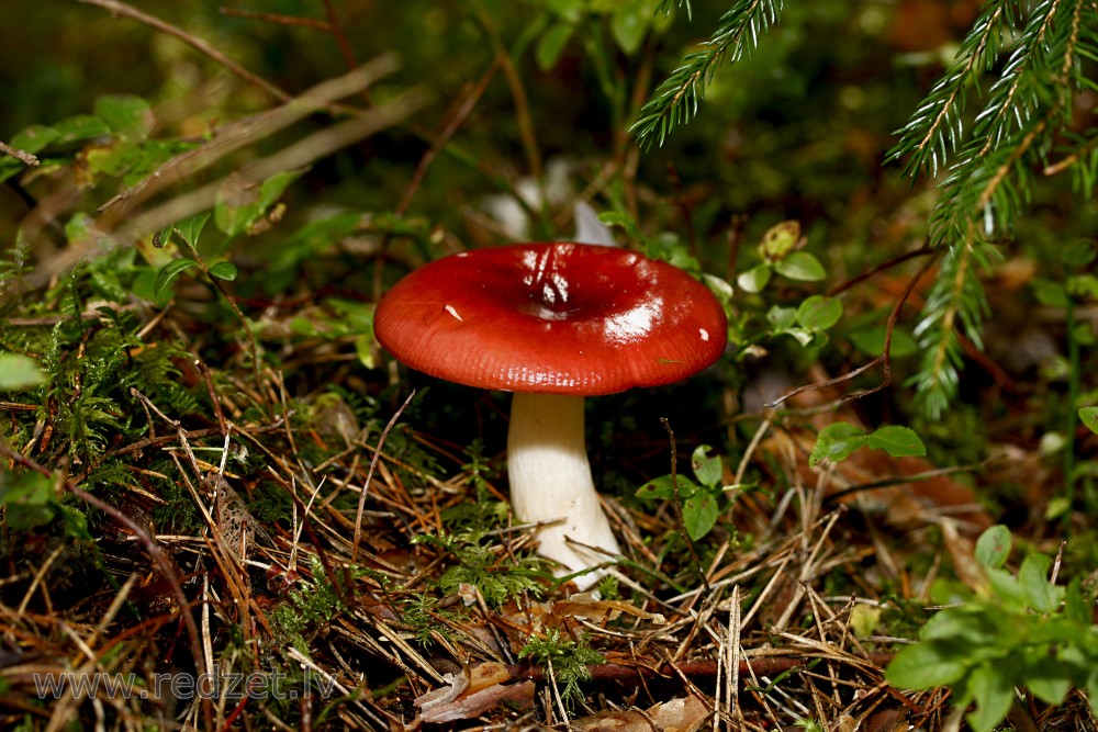Purva bērzlape