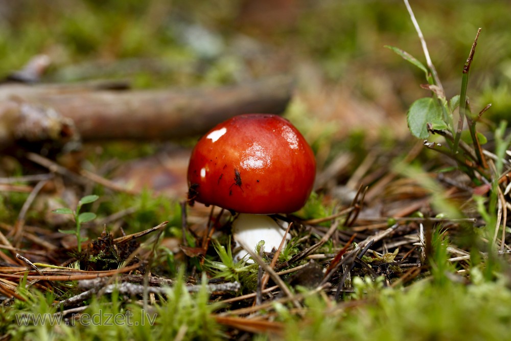 Purva bērzlape