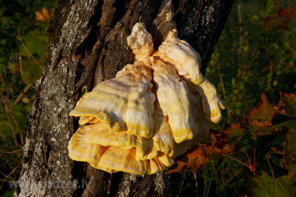 Sulphur Polypore
