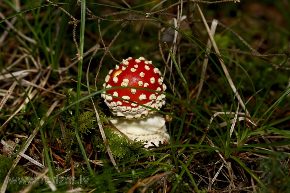 Sarkanā mušmire