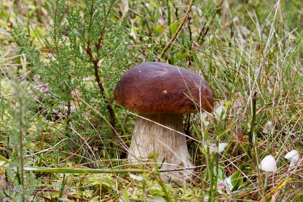 Boletus