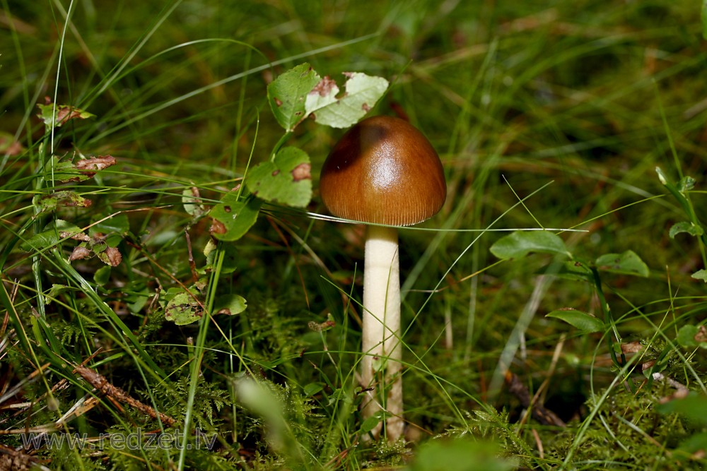 Dzeltenbrūnā makstsēne
