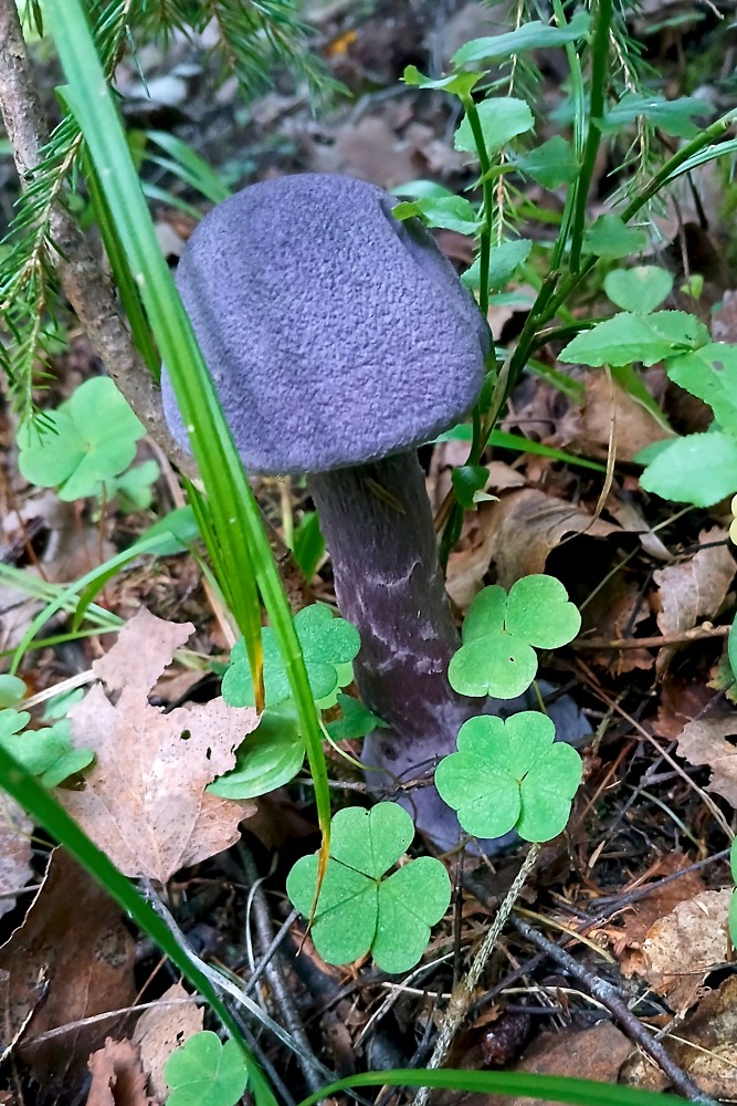 Violetā tīmeklene Violetā tīmeklene