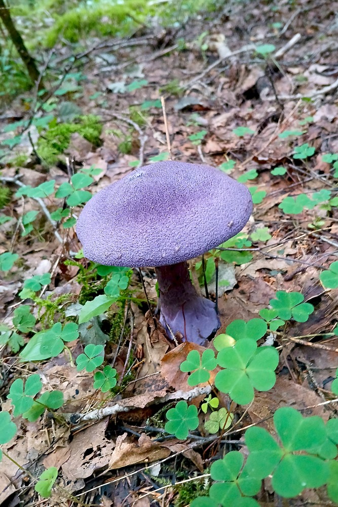 Violetā tīmeklene (Cortinarius violaceus) Violetā tīmeklene (Cortinarius violaceus)