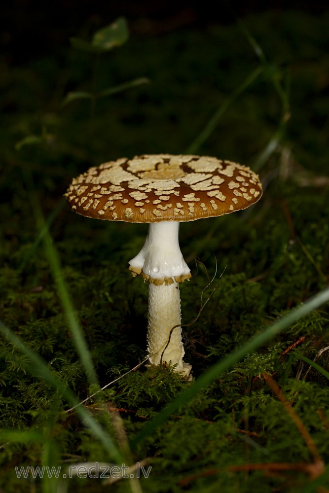 Brūnā mušmire