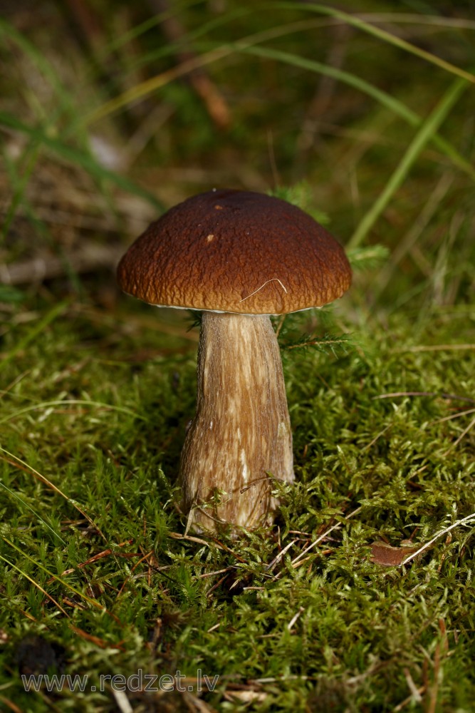 Baravika