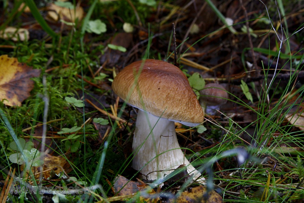 Boletus