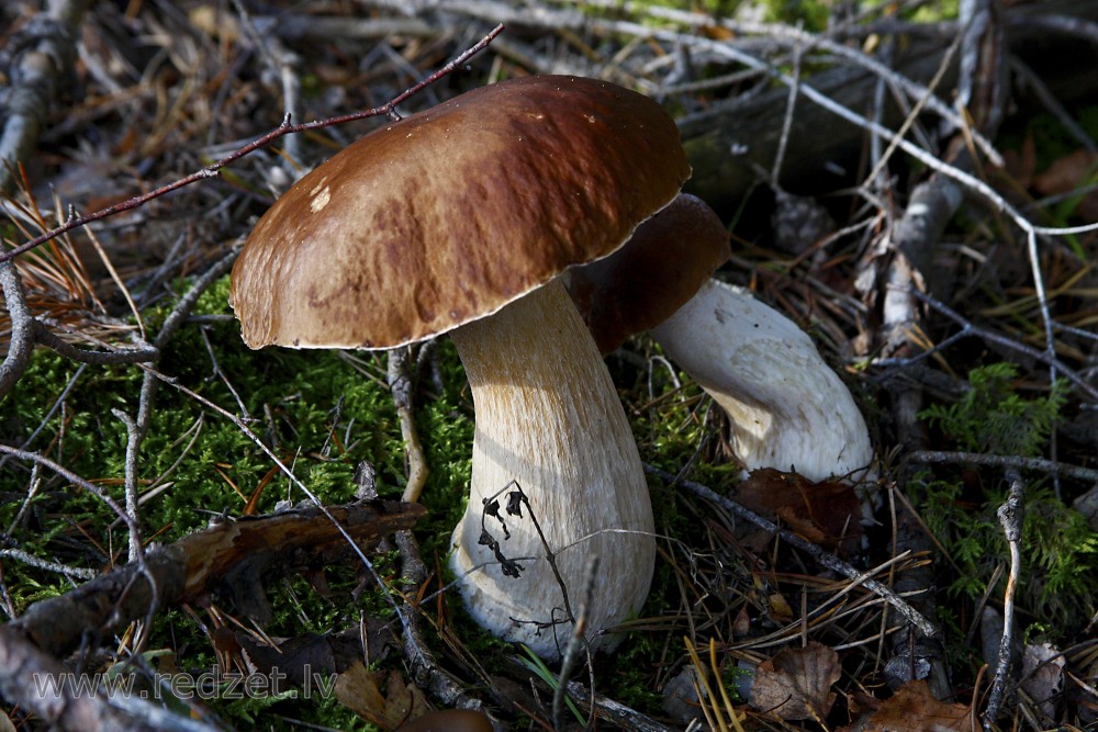 Boletus