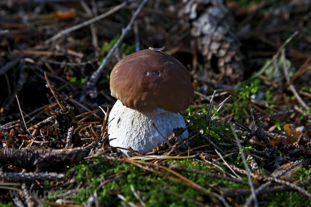 Boletus