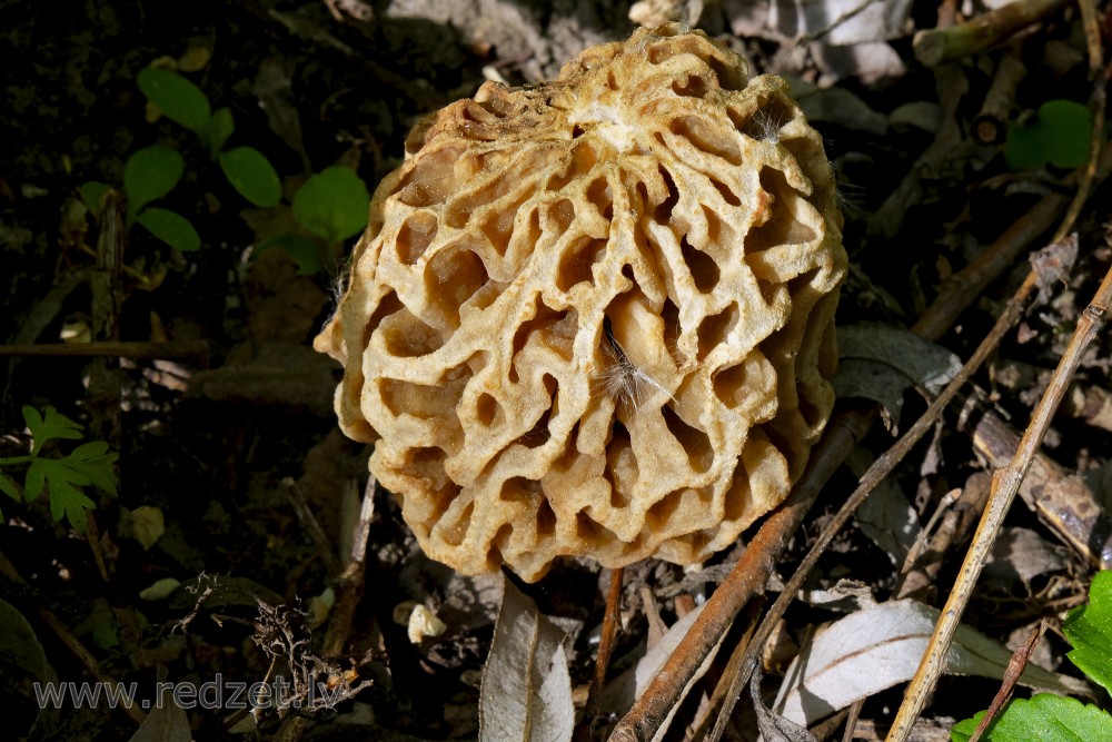 Common Morel