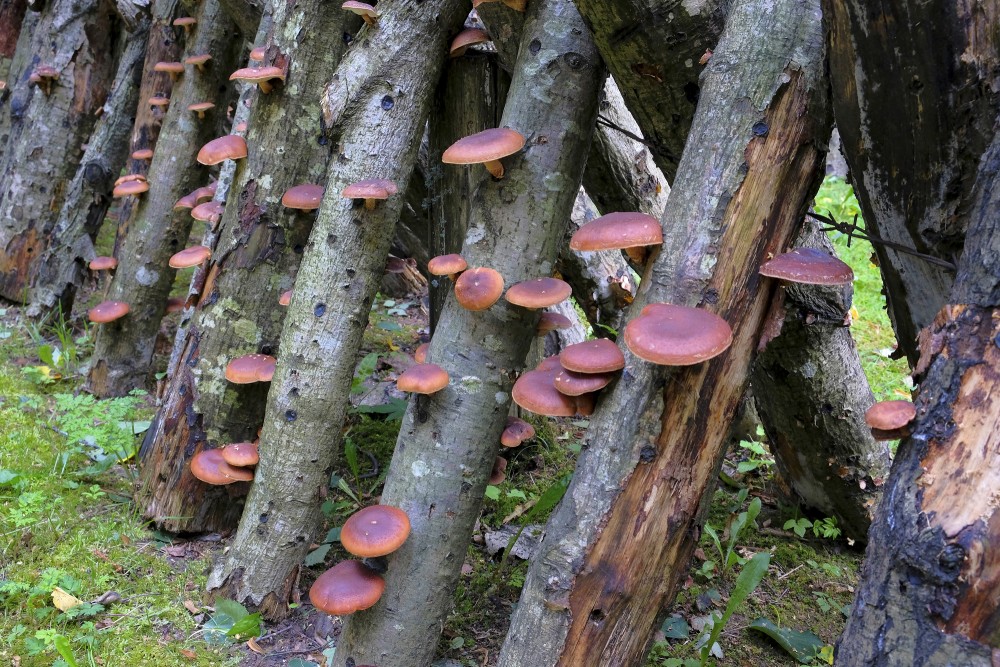 Growing Shiitake Mushrooms In Garīkas Manor