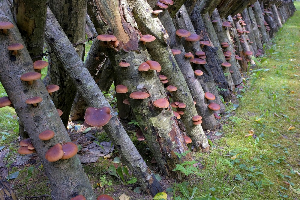 Growing Shiitake Mushrooms In Garīkas Manor