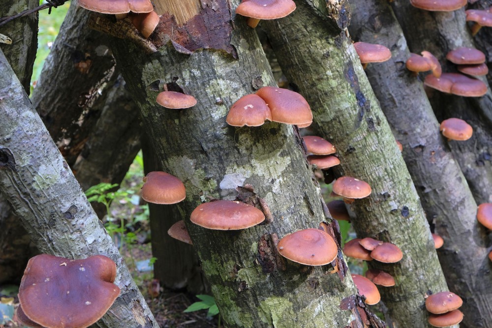 Shiitake